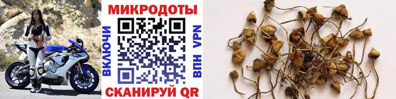 Купить где  Хабаровск  Галлюциногенные грибы мицелий 